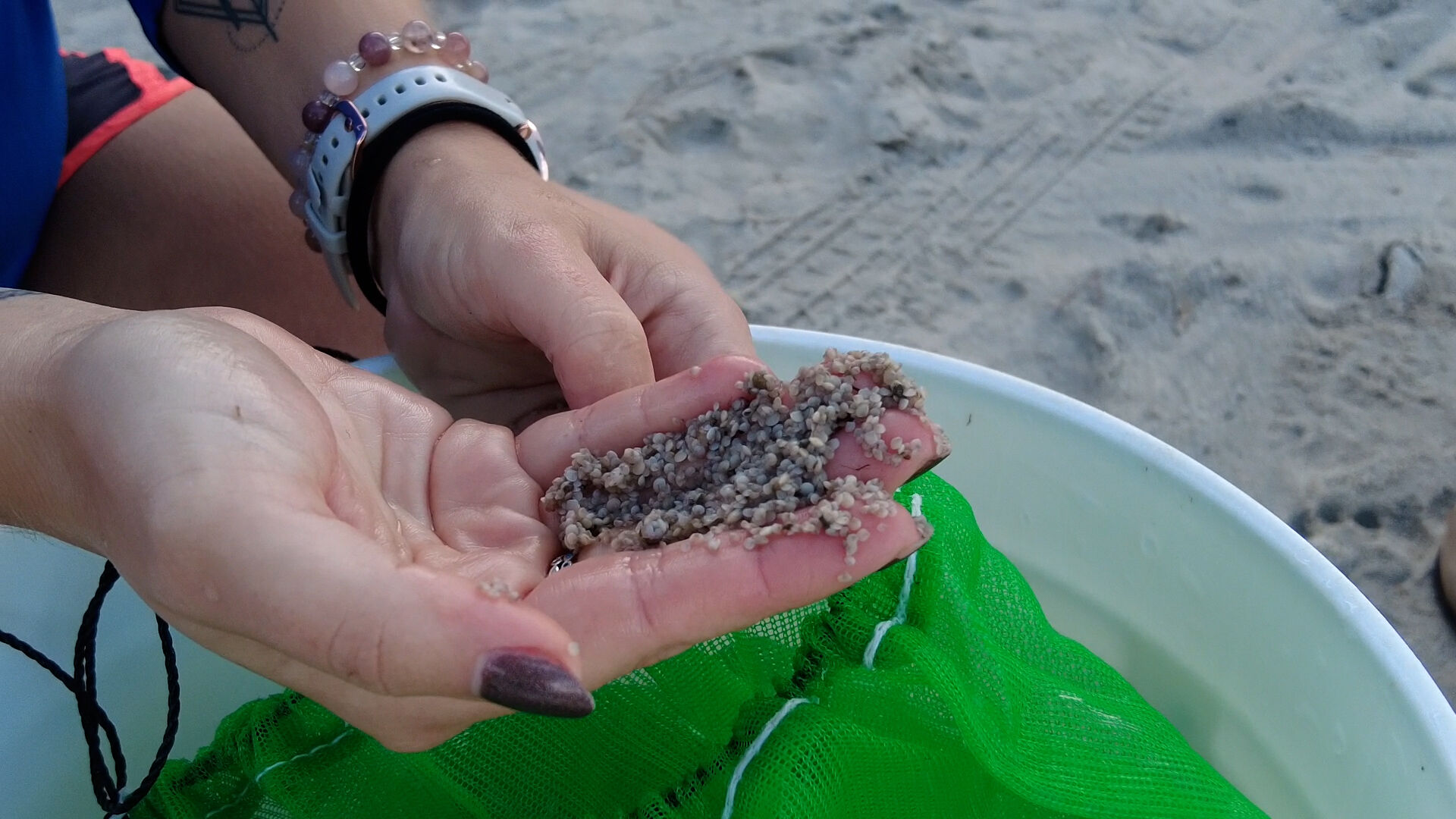 Clams in Hand